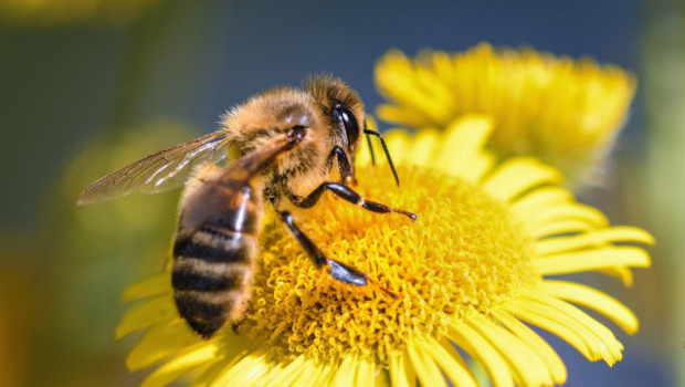 Броенето на диви пчели у нас започна Доброволци от всички