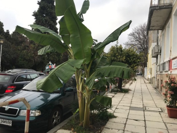 Varna24.bg Огромна бананова палма впечатлява варненци и гостите на града.